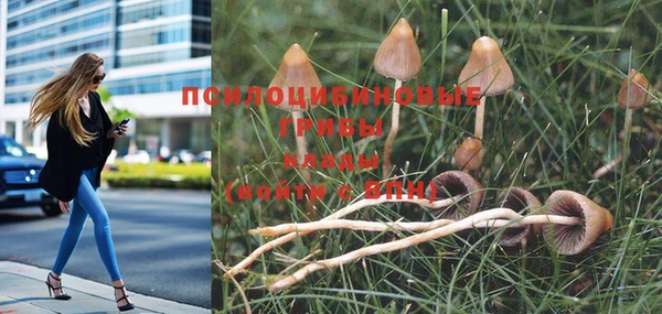 шишки Алзамай