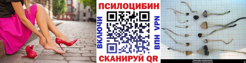 купить  сайты  Андреаполь  Псилоцибиновые грибы Psilocybe 